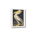 Picture of Vintage White Pelican _GroupedProduct_Rectangle_Portrait_Canvas_
