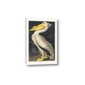 Picture of Vintage White Pelican _GroupedProduct_Rectangle_Portrait_Canvas_