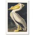 Picture of Vintage White Pelican _GroupedProduct_Rectangle_Portrait_Canvas_