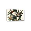 Picture of Black Billed Cuckoo Bird _GroupedProduct_Rectangle_Landscape_Canvas_