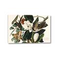 Picture of Black Billed Cuckoo Bird _GroupedProduct_Rectangle_Landscape_Canvas_