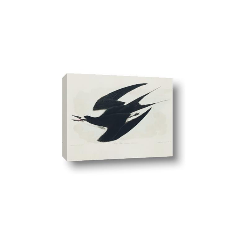 Picture of Vintage Black Sooty Tern _GroupedProduct_Rectangle_Landscape_Canvas_