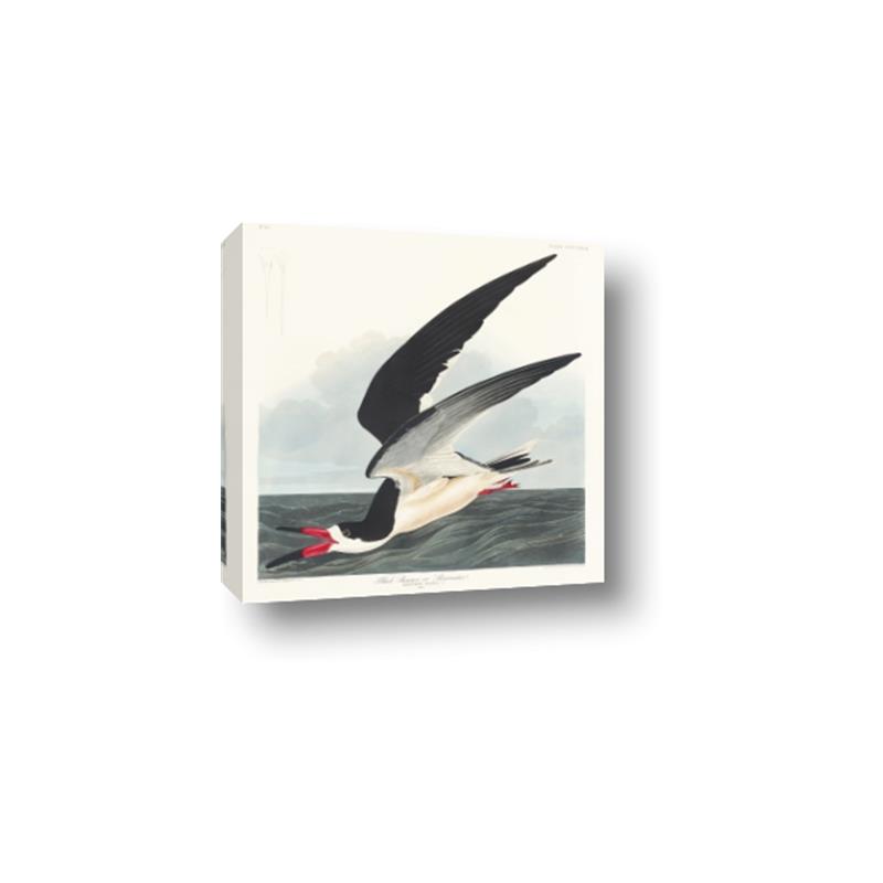 Picture of Black Skimmer From Birds of America (1827) _GroupedProduct_Square_Canvas_