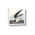 Picture of Black Skimmer From Birds of America (1827) _GroupedProduct_Square_Canvas_