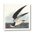 Picture of Black Skimmer From Birds of America (1827) _GroupedProduct_Square_Canvas_
