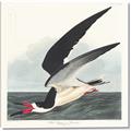 Picture of Black Skimmer From Birds of America (1827) _GroupedProduct_Square_Canvas_