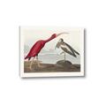 Picture of Vintage Scarlet Ibis Bird _GroupedProduct_Rectangle_Landscape_Canvas_