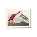 Picture of Vintage Scarlet Ibis Bird _GroupedProduct_Rectangle_Landscape_Canvas_