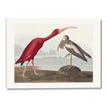 Picture of Vintage Scarlet Ibis Bird _GroupedProduct_Rectangle_Landscape_Canvas_