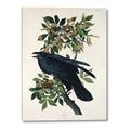 Picture of Raven From Birds of America (1827) _GroupedProduct_Rectangle_Portrait_Canvas_