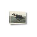 Picture of Vintage Scoter Duck _GroupedProduct_Rectangle_Landscape_Canvas_