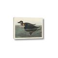 Picture of Vintage Scoter Duck _GroupedProduct_Rectangle_Landscape_Canvas_