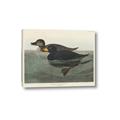 Picture of Vintage Scoter Duck _GroupedProduct_Rectangle_Landscape_Canvas_