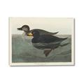 Picture of Vintage Scoter Duck _GroupedProduct_Rectangle_Landscape_Canvas_