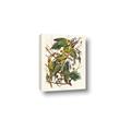 Picture of Vintage Carolina Parrot _GroupedProduct_Rectangle_Portrait_Canvas_