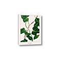 Picture of Nostalgic Green Murgrona Leaves _GroupedProduct_Rectangle_Portrait_Canvas_
