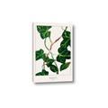 Picture of Nostalgic Green Murgrona Leaves _GroupedProduct_Rectangle_Portrait_Canvas_