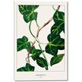 Picture of Nostalgic Green Murgrona Leaves _GroupedProduct_Rectangle_Portrait_Canvas_