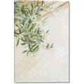 Picture of Few Olive Tree Leaves _GroupedProduct_Rectangle_Portrait_Photography _GroupedProduct_Rectangle_Portrait_Canvas_
