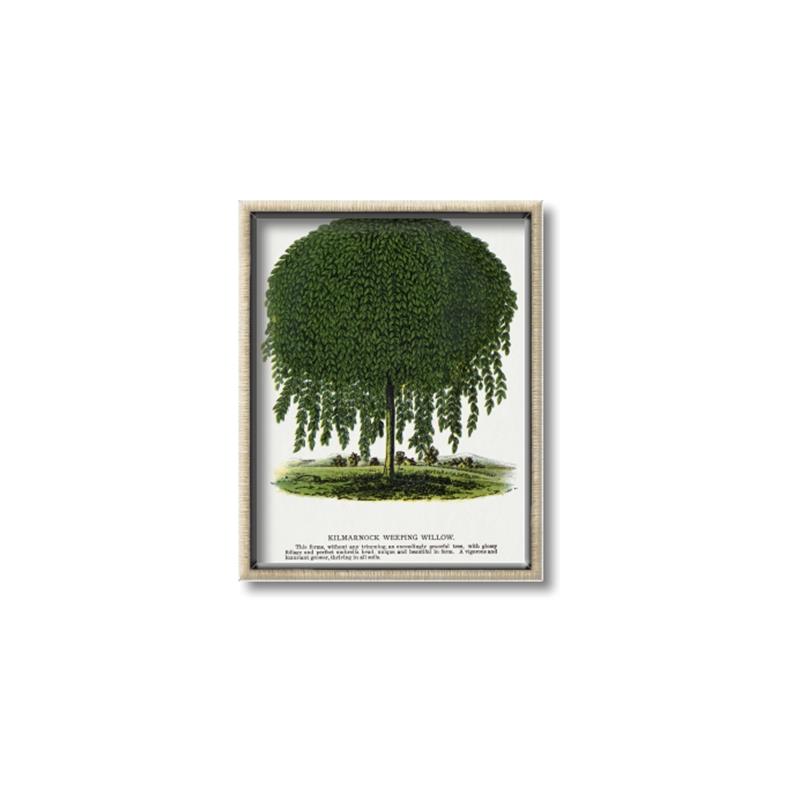 Picture of Kilmarnock Weeping Willow Tree Lithograph _GroupedProduct_Rectangle_Portrait_Canvas_Framed_