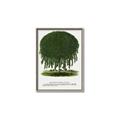 Picture of Kilmarnock Weeping Willow Tree Lithograph _GroupedProduct_Rectangle_Portrait_Canvas_Framed_