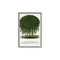 Picture of Kilmarnock Weeping Willow Tree Lithograph _GroupedProduct_Rectangle_Portrait_Canvas_Framed_