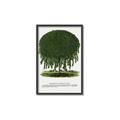 Picture of Kilmarnock Weeping Willow Tree Lithograph _GroupedProduct_Rectangle_Portrait_Canvas_Framed_