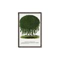 Picture of Kilmarnock Weeping Willow Tree Lithograph _GroupedProduct_Rectangle_Portrait_Canvas_Framed_