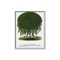 Picture of Kilmarnock Weeping Willow Tree Lithograph _GroupedProduct_Rectangle_Portrait_Canvas_Framed_