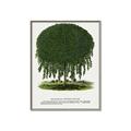 Picture of Kilmarnock Weeping Willow Tree Lithograph _GroupedProduct_Rectangle_Portrait_Canvas_Framed_