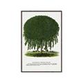 Picture of Kilmarnock Weeping Willow Tree Lithograph _GroupedProduct_Rectangle_Portrait_Canvas_Framed_