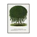 Picture of Kilmarnock Weeping Willow Tree Lithograph _GroupedProduct_Rectangle_Portrait_Canvas_Framed_