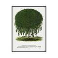 Picture of Kilmarnock Weeping Willow Tree Lithograph _GroupedProduct_Rectangle_Portrait_Canvas_Framed_