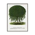 Picture of Kilmarnock Weeping Willow Tree Lithograph _GroupedProduct_Rectangle_Portrait_Canvas_Framed_