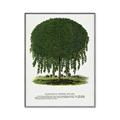 Picture of Kilmarnock Weeping Willow Tree Lithograph _GroupedProduct_Rectangle_Portrait_Canvas_Framed_