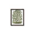 Picture of Hardy Magnolia Tree Lithograph _GroupedProduct_Rectangle_Portrait_Canvas_Framed_