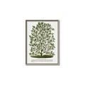 Picture of Hardy Magnolia Tree Lithograph _GroupedProduct_Rectangle_Portrait_Canvas_Framed_