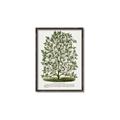 Picture of Hardy Magnolia Tree Lithograph _GroupedProduct_Rectangle_Portrait_Canvas_Framed_