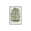 Picture of Hardy Magnolia Tree Lithograph _GroupedProduct_Rectangle_Portrait_Canvas_Framed_