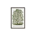 Picture of Hardy Magnolia Tree Lithograph _GroupedProduct_Rectangle_Portrait_Canvas_Framed_