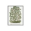 Picture of Hardy Magnolia Tree Lithograph _GroupedProduct_Rectangle_Portrait_Canvas_Framed_