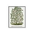 Picture of Hardy Magnolia Tree Lithograph _GroupedProduct_Rectangle_Portrait_Canvas_Framed_