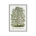 Picture of Hardy Magnolia Tree Lithograph _GroupedProduct_Rectangle_Portrait_Canvas_Framed_