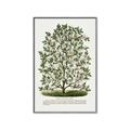 Picture of Hardy Magnolia Tree Lithograph _GroupedProduct_Rectangle_Portrait_Canvas_Framed_