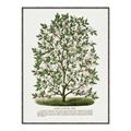 Picture of Hardy Magnolia Tree Lithograph _GroupedProduct_Rectangle_Portrait_Canvas_Framed_