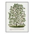 Picture of Hardy Magnolia Tree Lithograph _GroupedProduct_Rectangle_Portrait_Canvas_Framed_