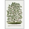 Picture of Hardy Magnolia Tree Lithograph _GroupedProduct_Rectangle_Portrait_Canvas_Framed_