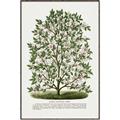 Picture of Hardy Magnolia Tree Lithograph _GroupedProduct_Rectangle_Portrait_Canvas_Framed_
