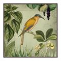 Picture of Yellow Nostalgic Tropical Birds _GroupedProduct_Square_Canvas_Framed_