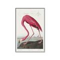 Picture of Vintage Pink Flamingo _GroupedProduct_Rectangle_Portrait_Canvas_Framed_